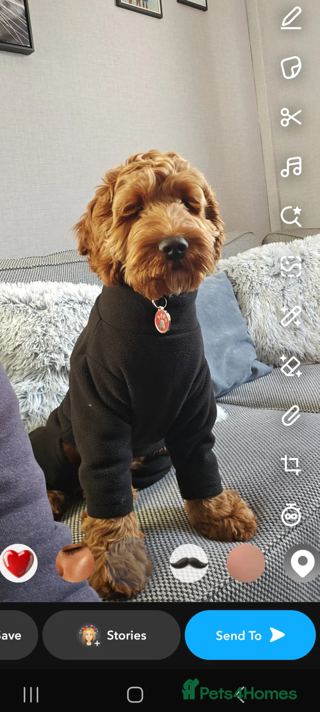 Cockapoo dogs for sale: 10 month old cockapoo - Advert 1