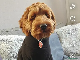 Cockapoo dogs 10 month old cockapoo - Advert 1