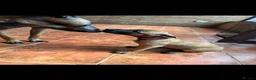 Belgian Shepherd Dog dogs for sale: Belgian Malinois puppies for sale!  - Advert 3