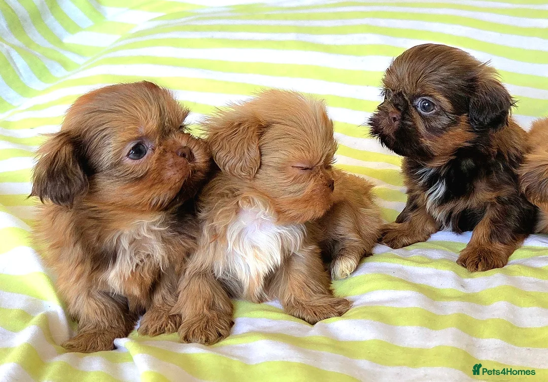 Shih Tzu dogs for sale: KC Registered Chocolate Imperial Shih Tzu Puppies - Advert 6