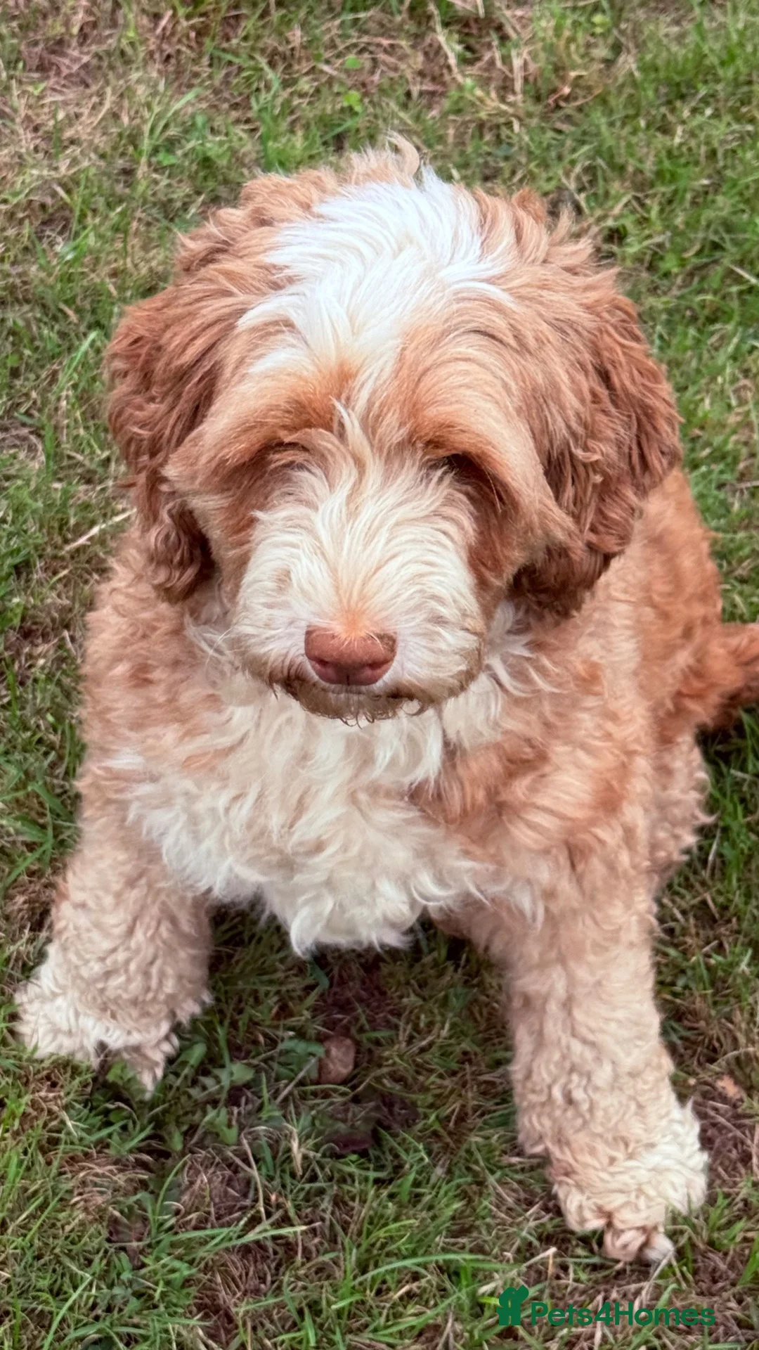 Australian Labradoodle dogs for sale: Australian labradoodle  - Advert 2