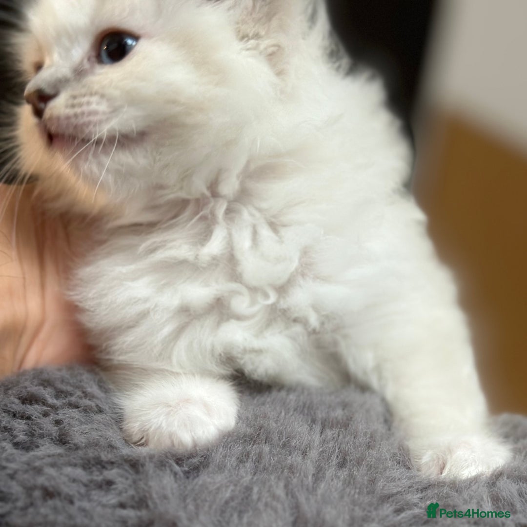 Ragdoll cats for sale: Gorgeous Balls Of Fluff 🥰😻🤗 - Image 16