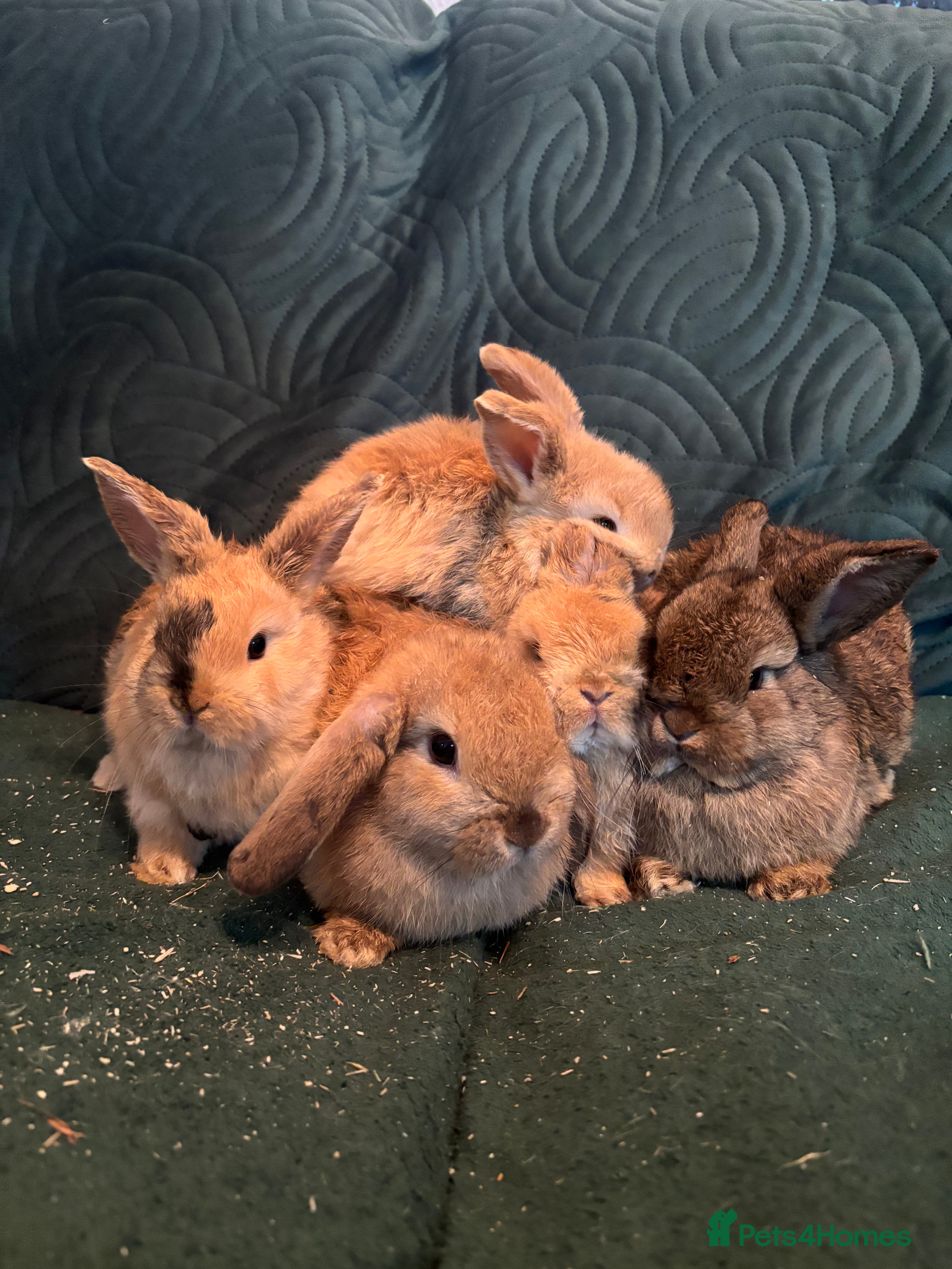 Mixed Breed rabbits 5 female holland lop cross ginger/wild bunnies - Advert 16