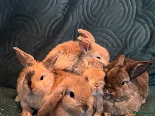 Mixed Breed rabbits 5 female holland lop cross ginger/wild bunnies - Advert 17