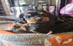 Yorkshire Terrier dogs for sale: Last female Yorkshire Terrier puppy left - Image 33