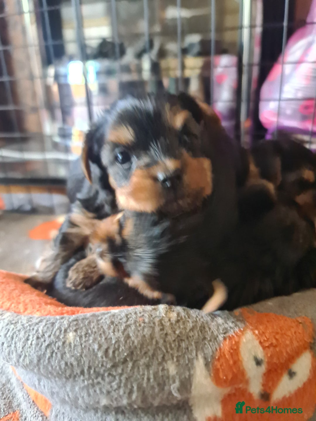 Yorkshire Terrier dogs for sale: Last female Yorkshire Terrier puppy left - Image 33