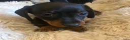 Miniature Dachshund dogs for sale:  KC Reg Miniature Dachshund Puppies - Advert 4