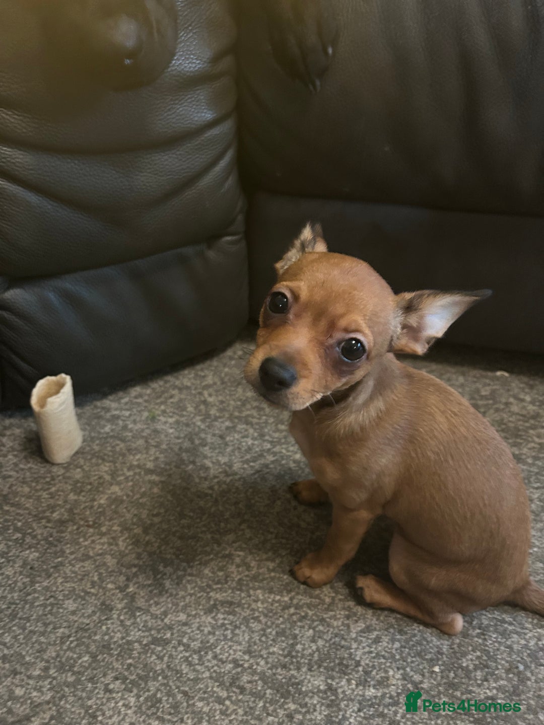 Mixed Breed dogs for sale: Beautiful female jackchi - Advert 9