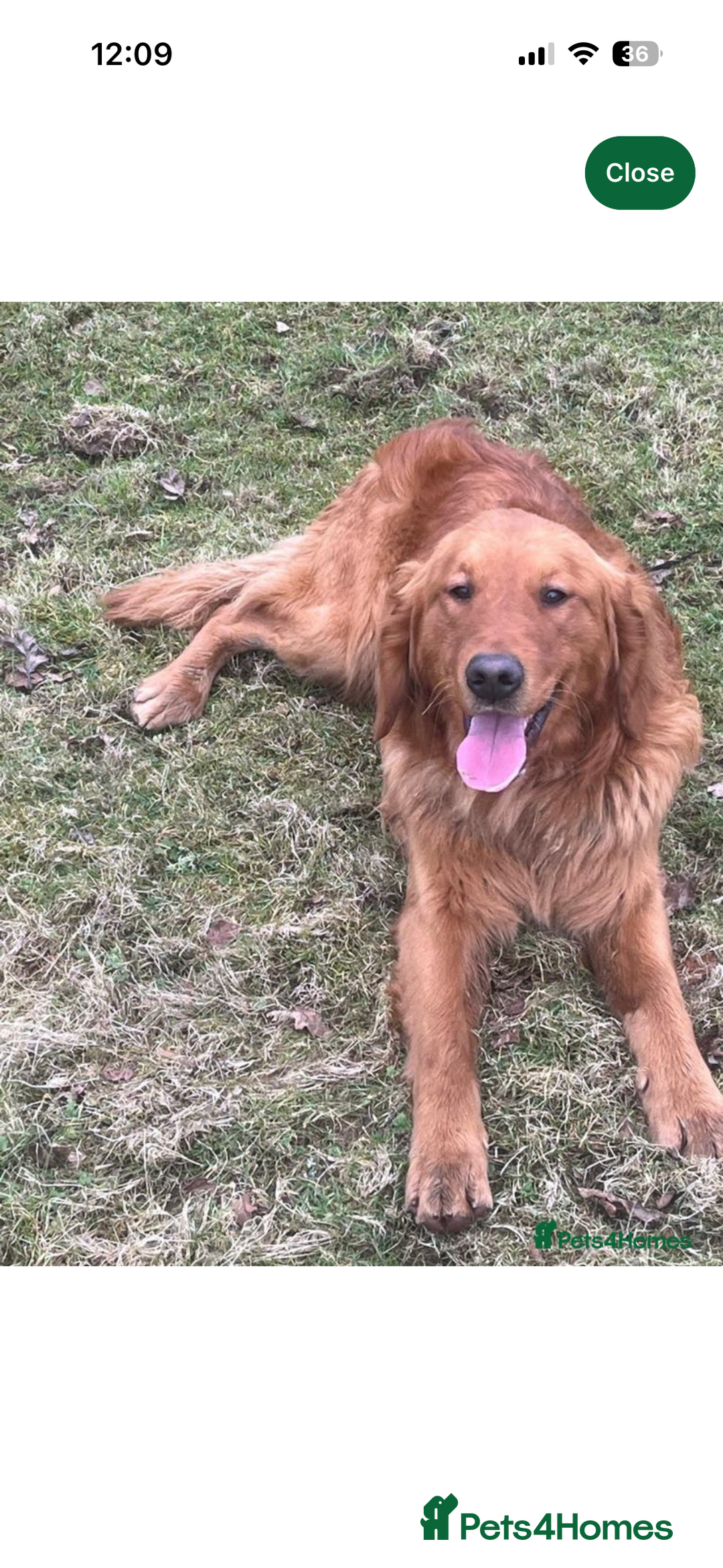 Golden Retriever dogs for sale: Beautiful KC Golden Retriever’s Health tested - Advert 14