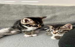 Mixed Breed cats for sale: 3 Lovely Kittens - Image 3