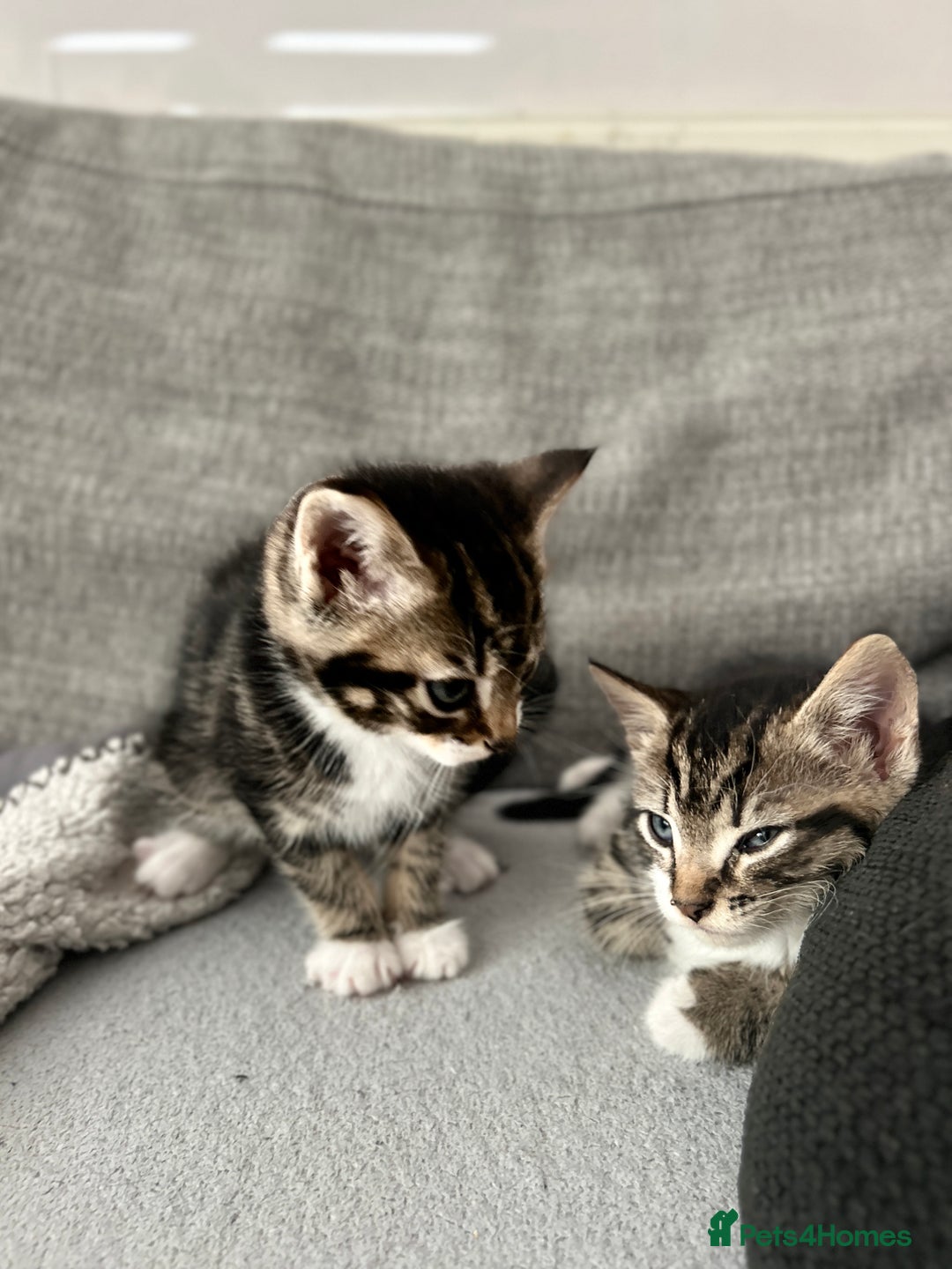 Mixed Breed cats for sale: 3 Lovely Kittens - Image 3