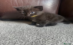 Mixed Breed cats for sale: Beautiful kittens looking for their forever home  - Image 3