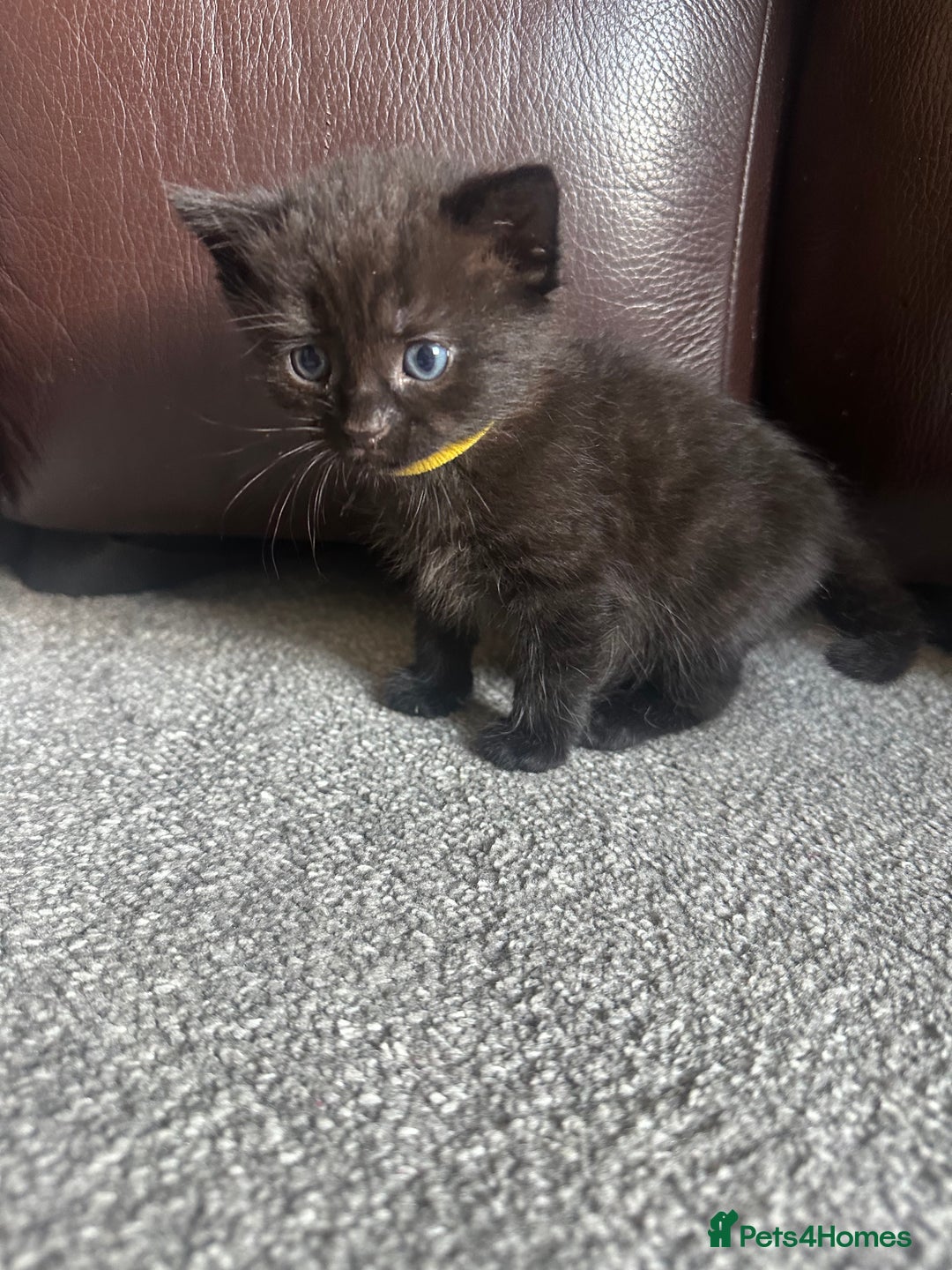 Mixed Breed cats for sale: Beautiful kittens looking for their forever home  - Image 3