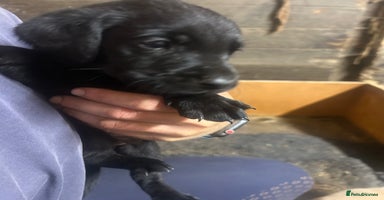Labrador Retriever dogs - Advert 5