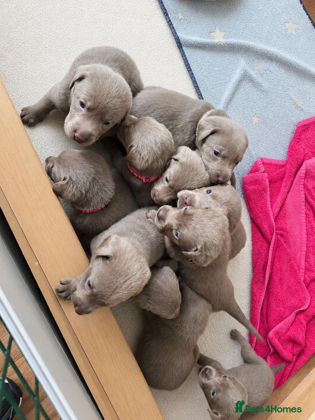 Labrador Retriever dogs KC registered Silver Labrador puppies  - Advert 12