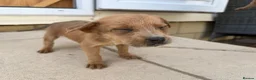 Mixed Breed dogs for sale: Puppies Ready to go the 31st - Advert 18