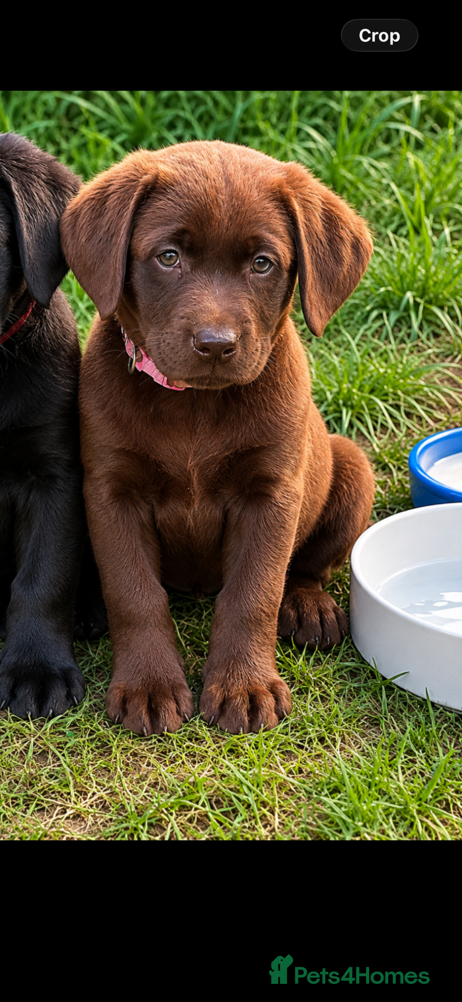 Labrador Retriever dogs FTCH lines KC fully health tested Labradors  - Advert 2
