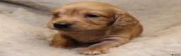 Miniature Dachshund dogs for sale: READYNOW KC cream L/H Health tested Mini Dachshund - Advert 20