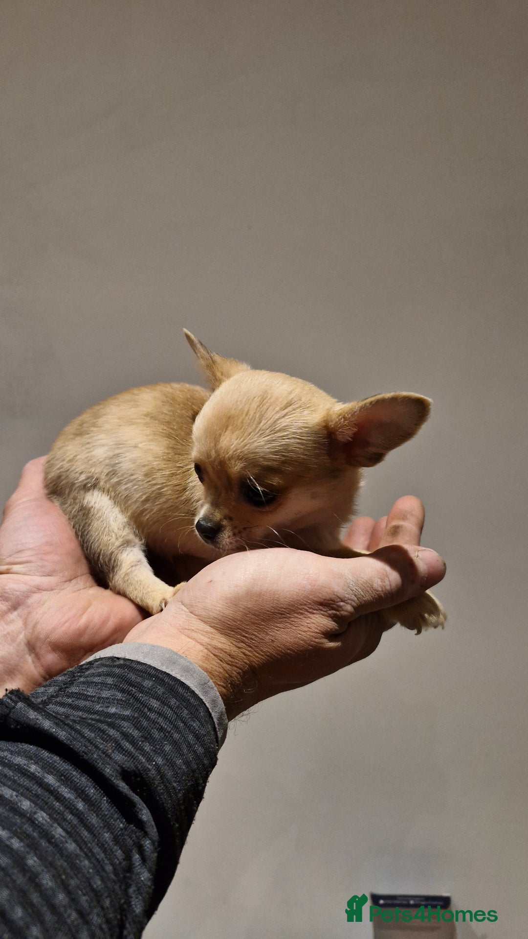 Chihuahua dogs for sale: 🐶READY TO LEAVE🐶 LAST ONE Tiny Chihuahua Puppies - Advert 23