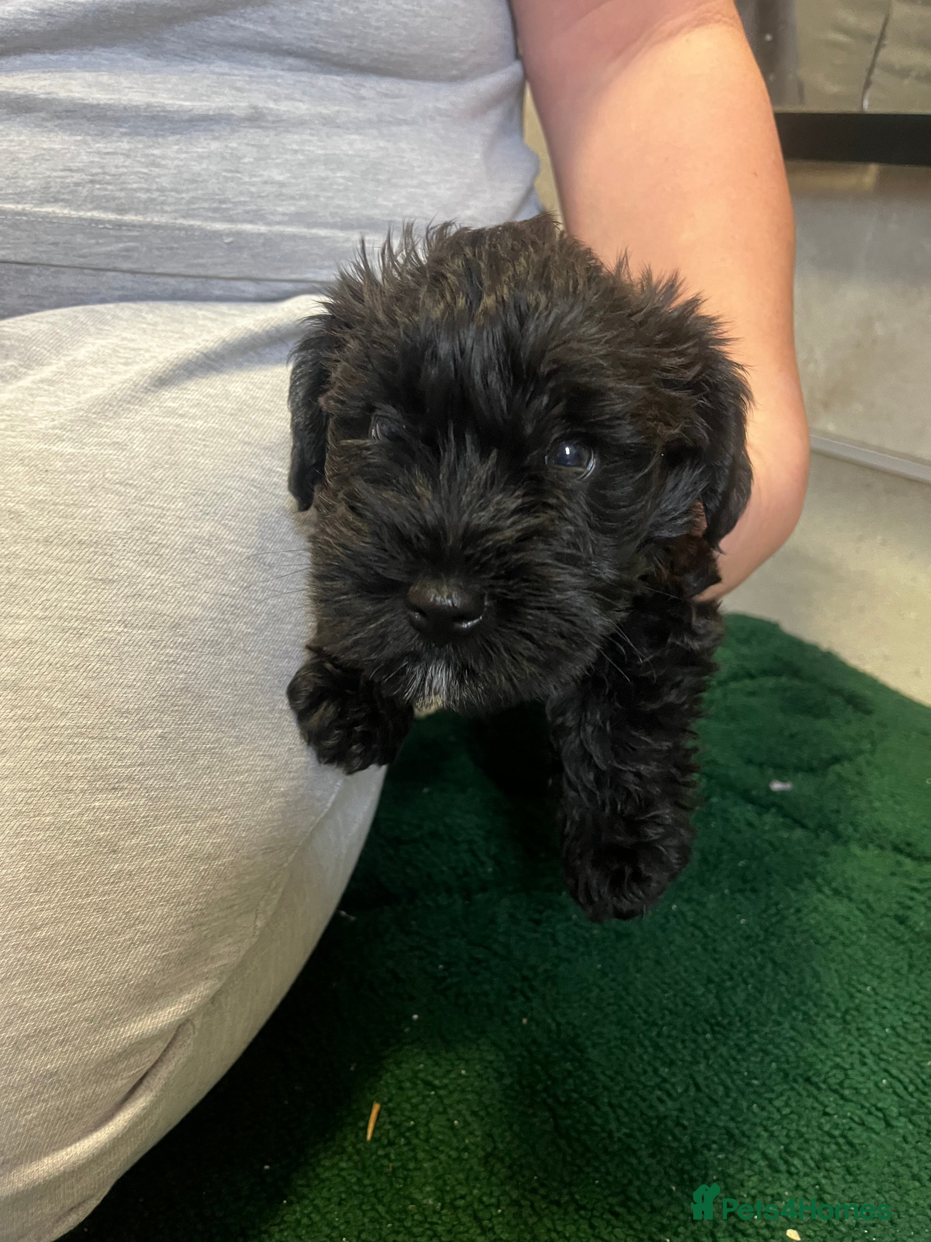 Mixed Breed dogs Cockatoo terrier cross male puppy - Advert 1