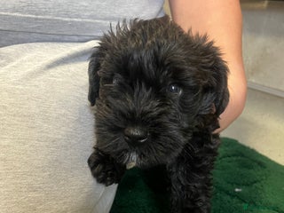 Mixed Breed dogs Cockatoo terrier cross male puppy - Advert 1