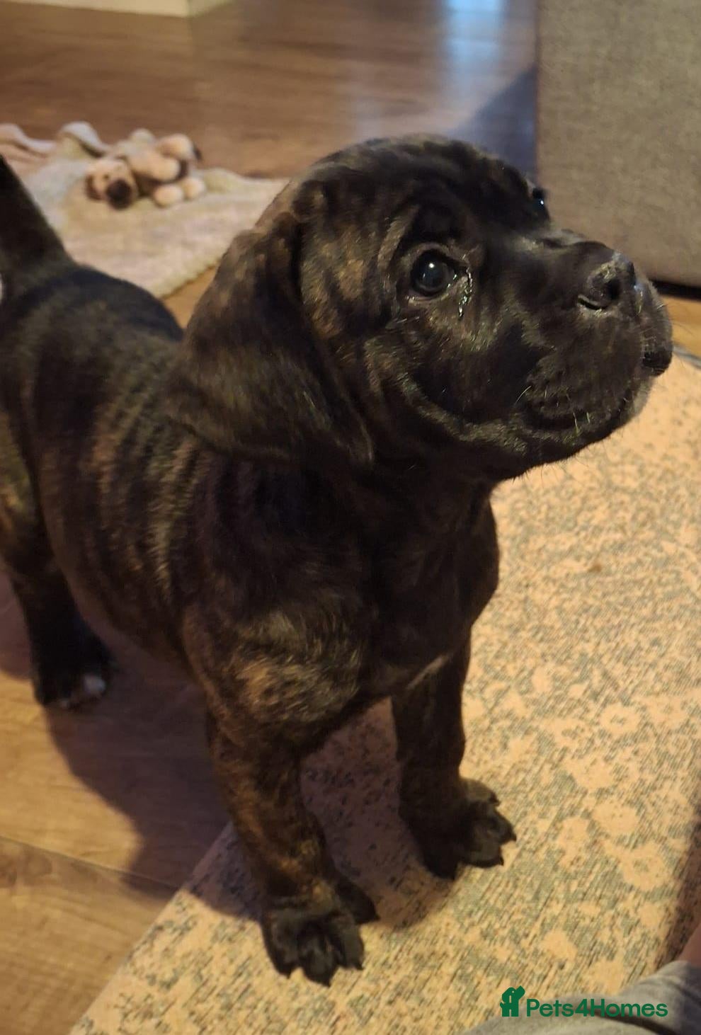 Cane Corso dogs *Ready to leave*Stunning cane corso pups - Advert 1