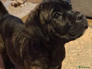 Cane Corso dogs *Ready to leave*Stunning cane corso pups - Advert 1