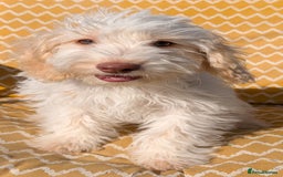 Cockapoo dogs for sale: Licensed breeder, health tested F1 cockapoos in Rugby - Image 6