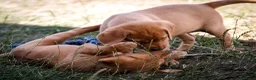 Labrador Retriever dogs for sale: Elite Litter: KC Registered Fox Red Labrador Pups - Advert 4