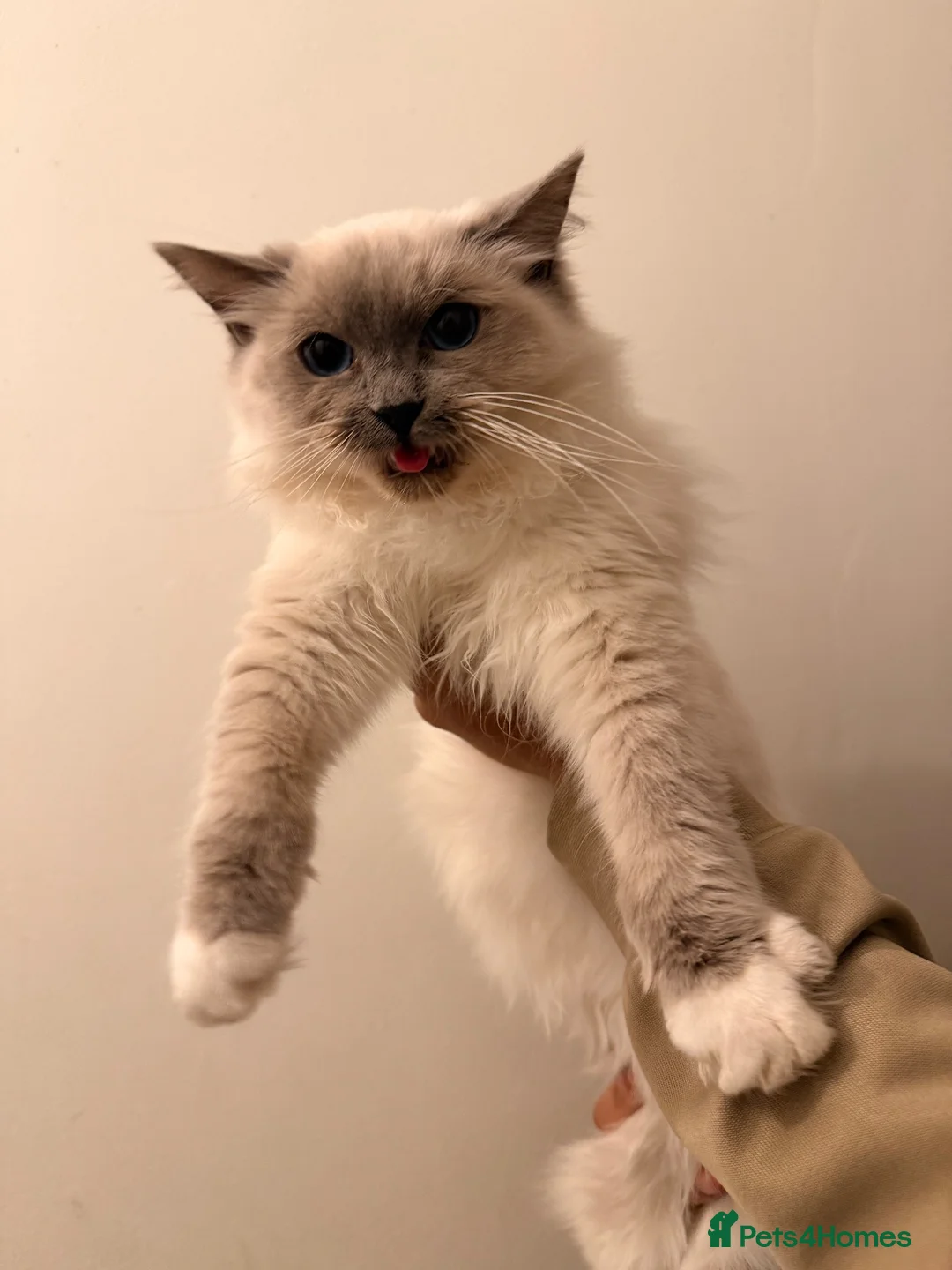 Ragdoll cats for sale: Loving Male Ragdoll in London - Advert 1