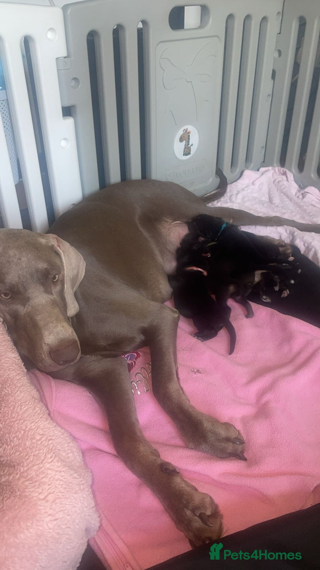 Mixed Breed dogs for sale: Weimaraner / German Shepherd puppies - Advert 17
