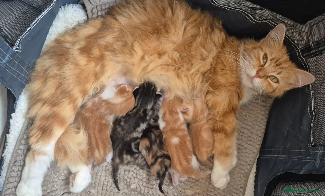 Mixed Breed cats for sale: 7 kittens for sale in Lincoln - Advert 2