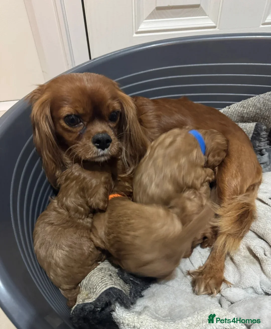 Cavalier King Charles Spaniel dogs for sale: Outstanding Cavalier King Charles Spaniel Puppies  in Moreton-in-Marsh - Advert 11