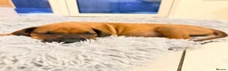 Rhodesian Ridgeback dogs for sale: Outstanding Rhodesian Ridgeback puppies ready 4wk - Advert 8