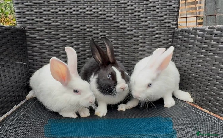 Mixed Breed rabbits - Advert 2