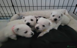 West Highland Terrier dogs for sale: KC pedigree West Highland Terrier puppies  - Image 2