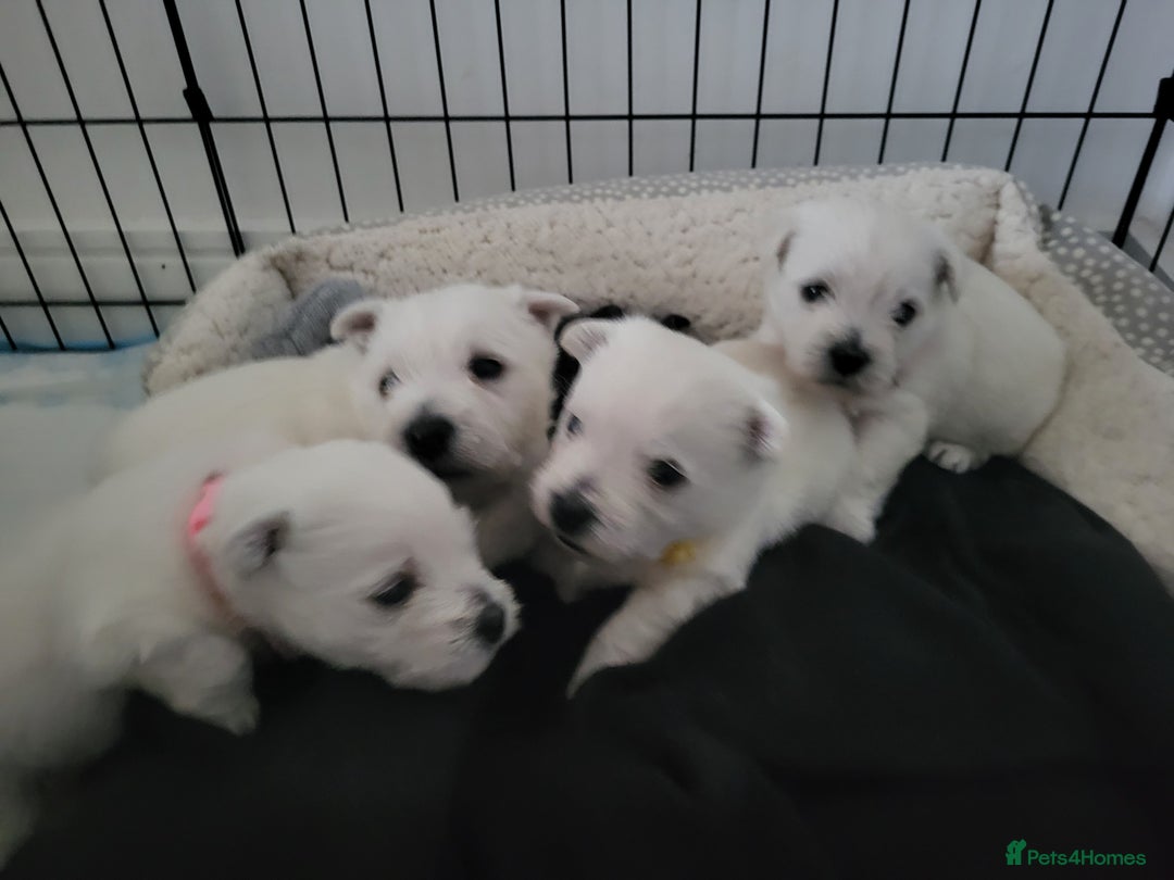 West Highland Terrier dogs for sale: KC pedigree West Highland Terrier puppies  - Image 2