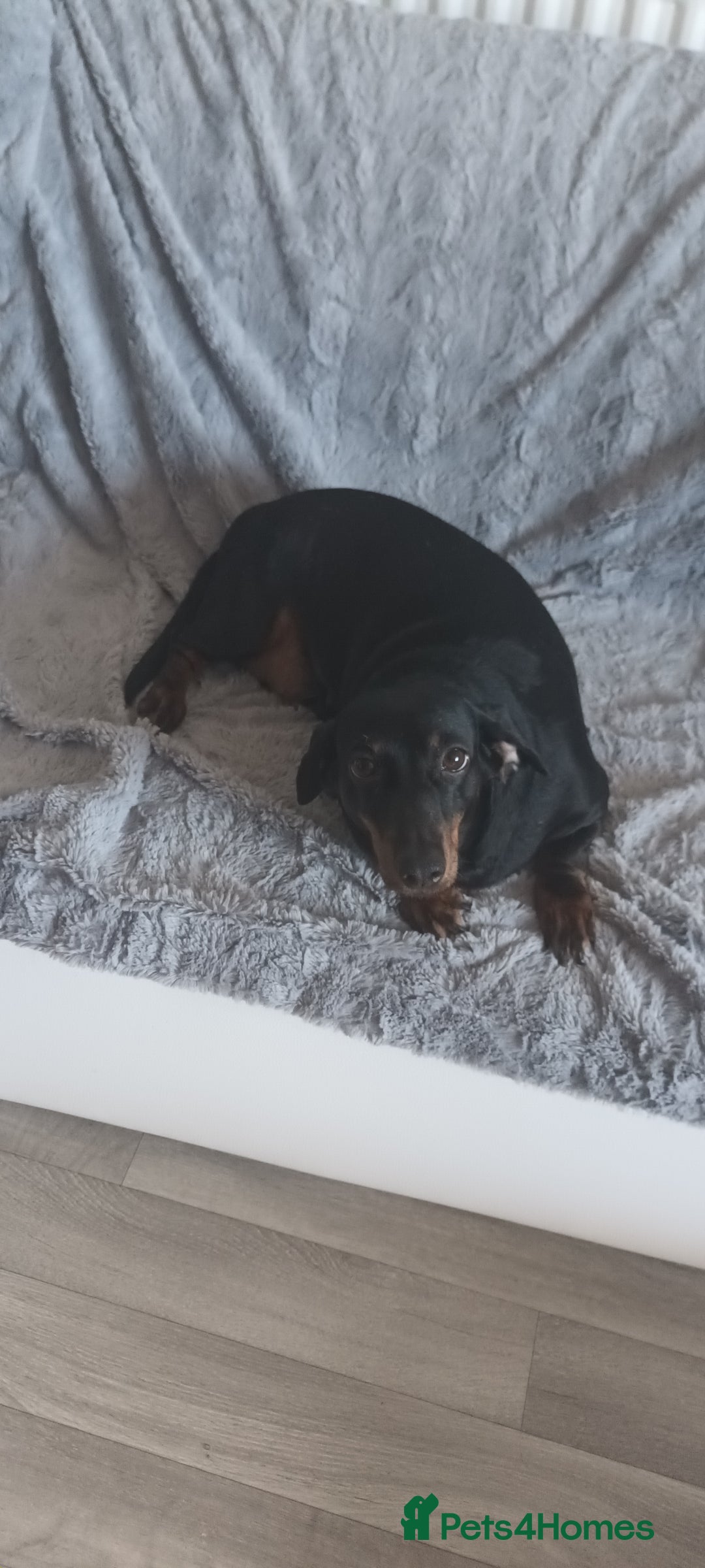 Dachshund dogs for sale: Dachsund girl  - Image 5