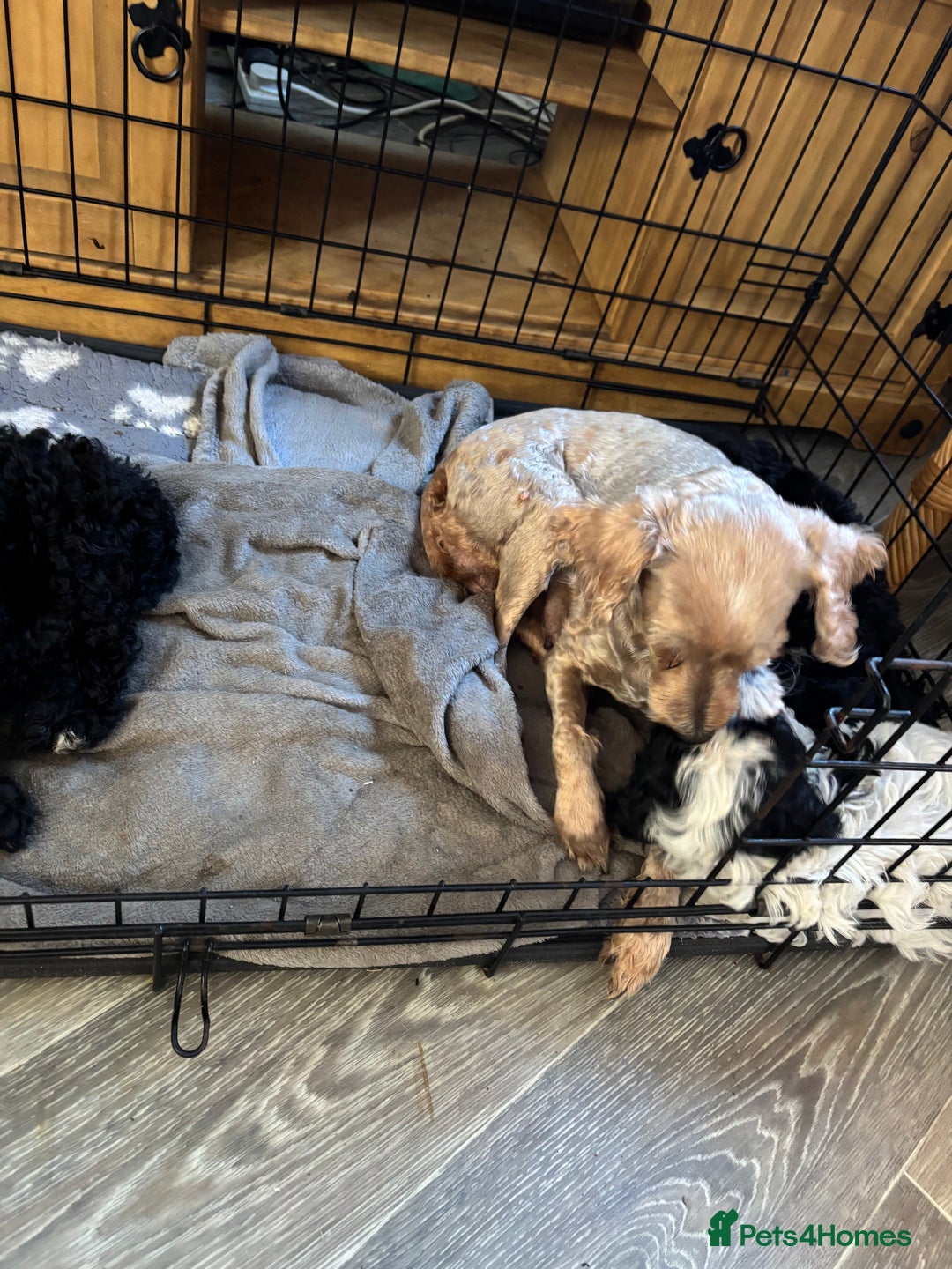 Cockapoo dogs for sale: Cockapoo puppies - Image 3