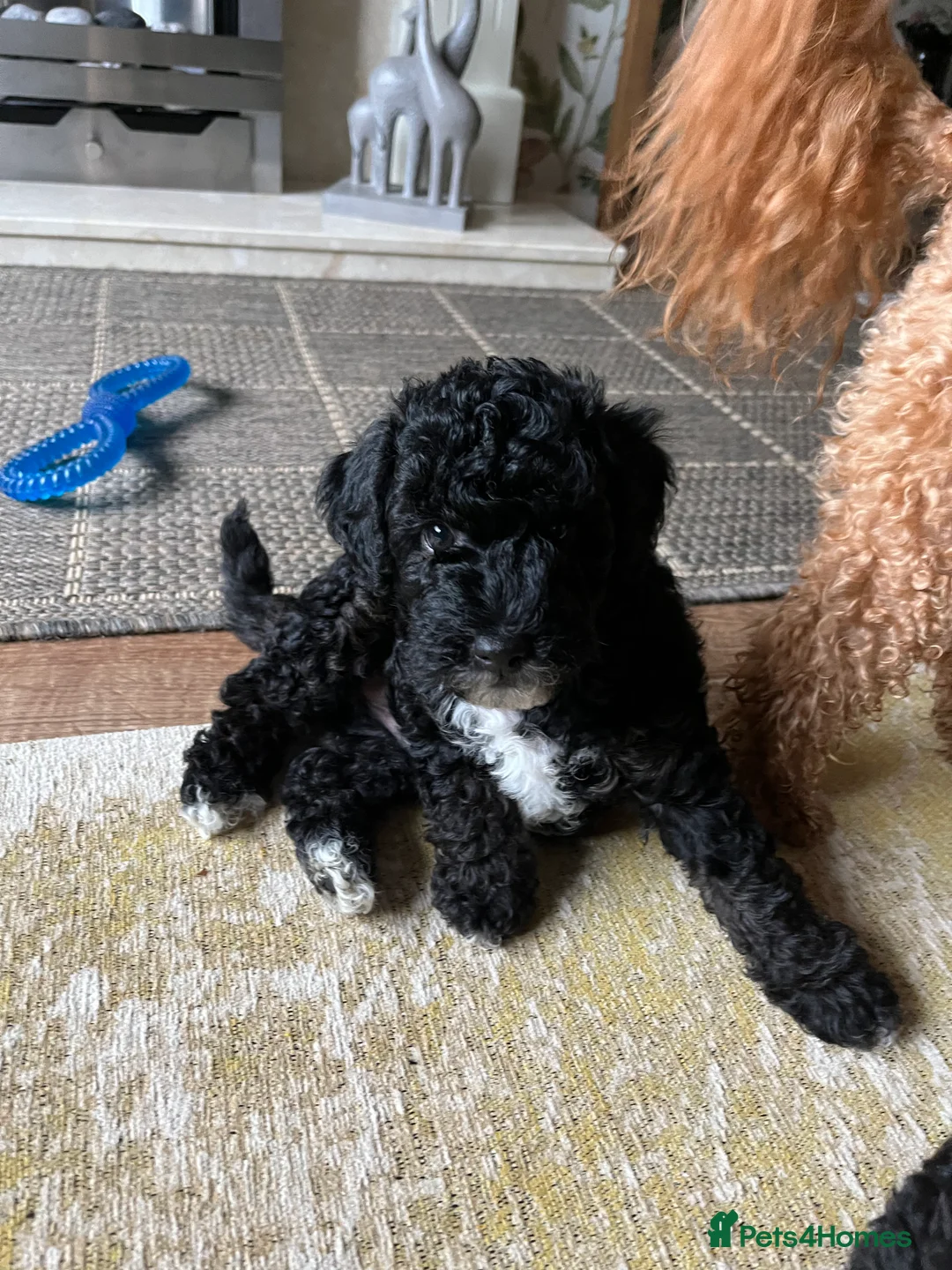 Toy Poodle dogs for stud: Quinn Red & white Toy Poodle for Stud ONLY. in Northampton - Advert 13