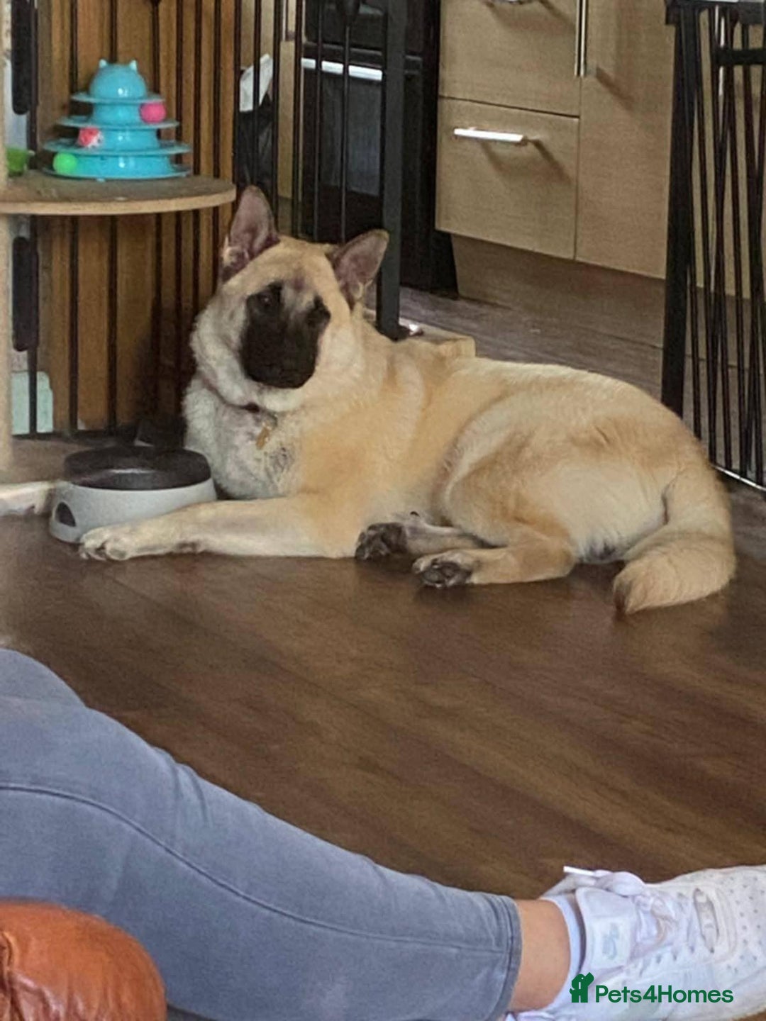 Mixed Breed dogs for sale: Loving home needed for a kind schepkita boy - Advert 3