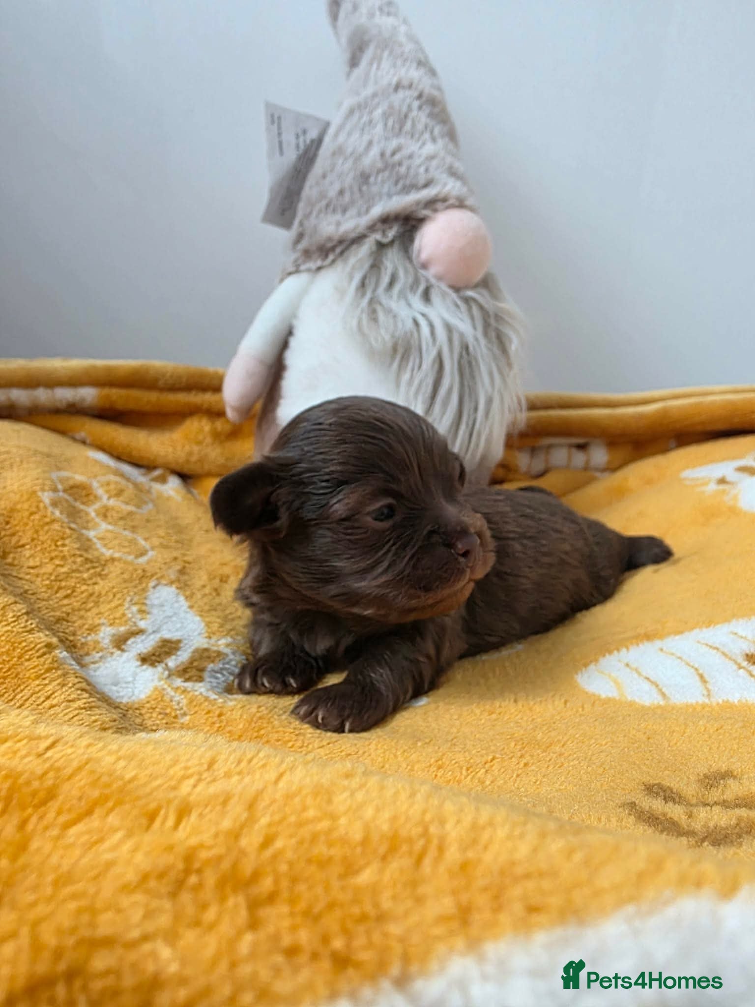 Chihuahua dogs Stunning tiny toy chihuahua puppy’s  - Advert 1