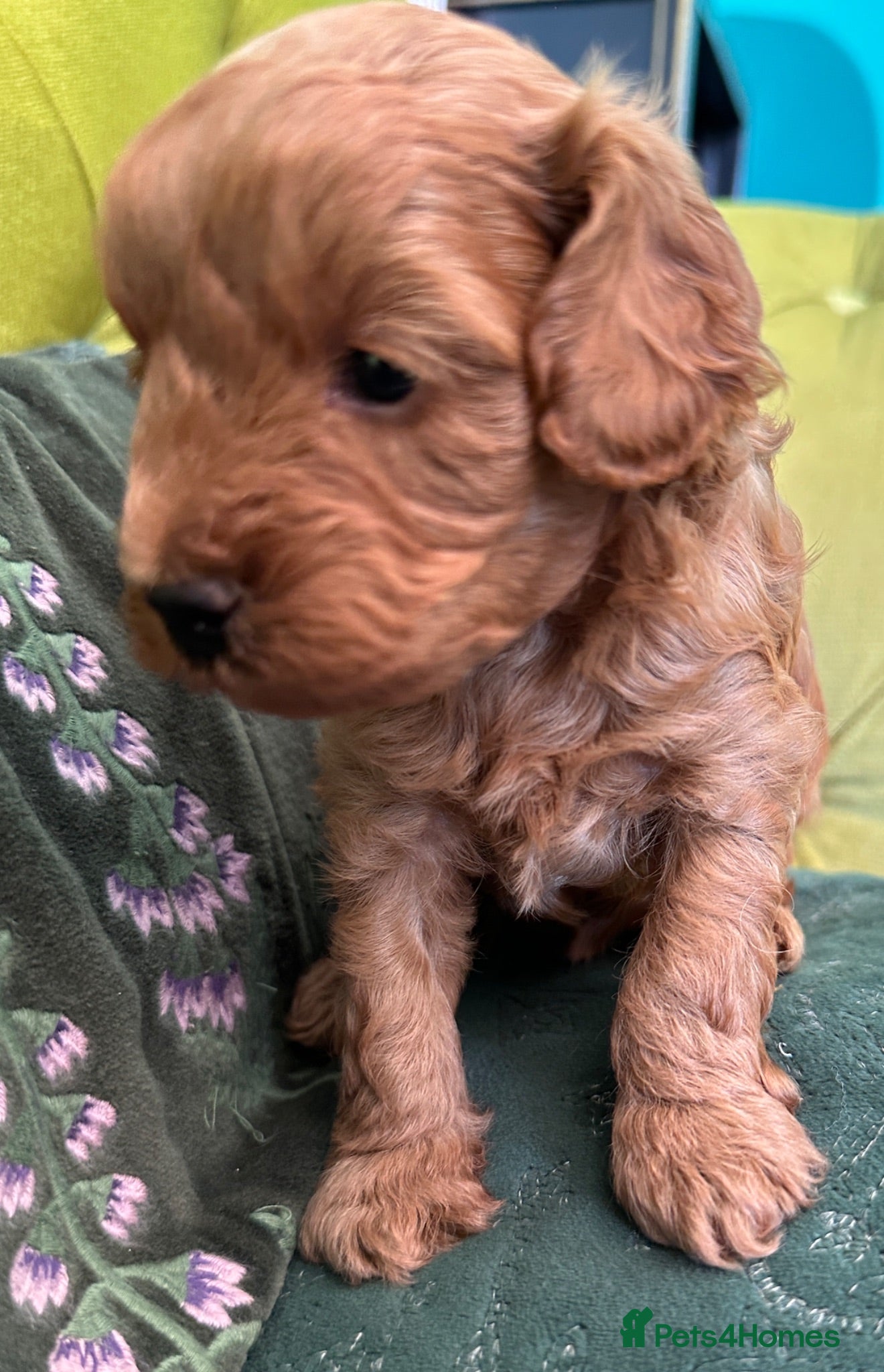 Mixed Breed dogs 🌟 Stunning F1b Cavapoo Puppies For Sale 🌟 - Advert 2