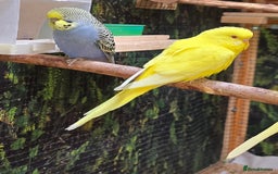 Budgerigars birds for sale: Yellow Lutino budgies. - Image 12