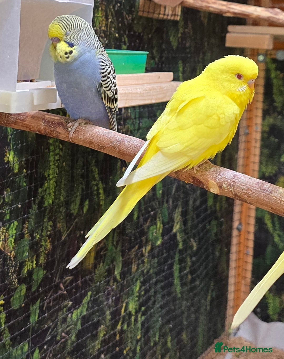 Budgerigars birds for sale: Yellow Lutino budgies. - Image 12