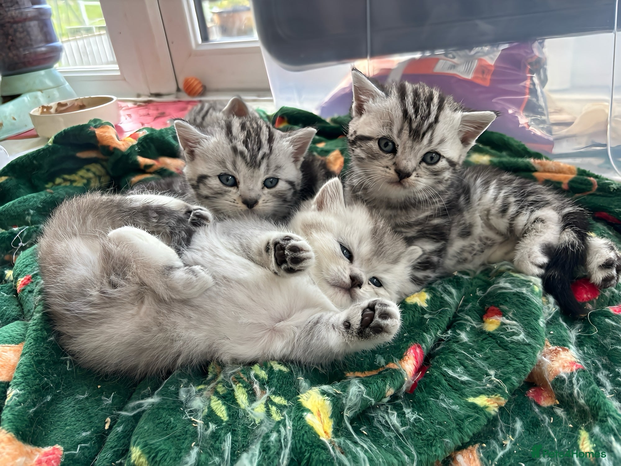 British Shorthair cats GCCF reg. BSH Last kitten silver Chinchilla girl - Advert 5