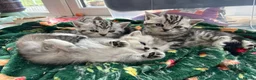 British Shorthair cats for sale: GCCF BSH silver tabby and silver chinchilla girls - Advert 7