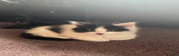 British Longhair cats for sale: Beautiful kittens  - Advert 7