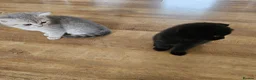 British Shorthair cats for sale: Beautiful British Shorthair kittens - Advert 5