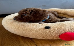 Miniature Poodle dogs for sale: 5 generation pedigree beautiful red mini poodles - Image 9
